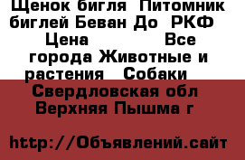 Щенок бигля. Питомник биглей Беван-До (РКФ) › Цена ­ 20 000 - Все города Животные и растения » Собаки   . Свердловская обл.,Верхняя Пышма г.